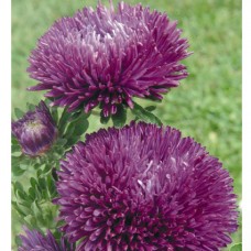 Астра Гала Парпл