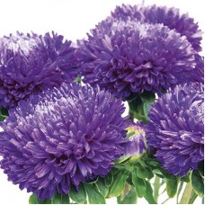 Астра Классик Дарк Блю