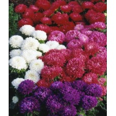 Астра Классик Микс