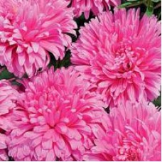 Астра Классик Роуз