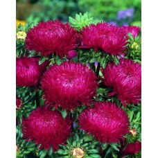 Астра Леди Корал Дип Ред