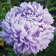 Астра Леди Корал Лайт Блю