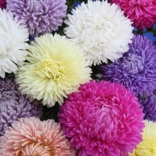 Астра Леди Корал Микс