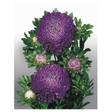 Астра Матадор Дип Блю