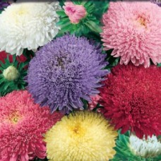 Астра Матадор Микс