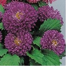 Астра Пот энд Патио Блю