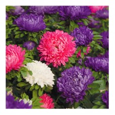 Астра Пот энд Патио Микс