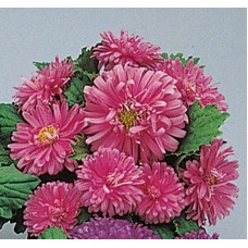 Астра Пот энд Патио Пинк