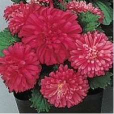 Астра Пот энд Патио Скарлет