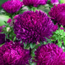 Астра Сиринга Дарк Пинк