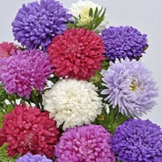 Астра Сиринга Микс