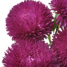 Астра Сиринга Парпл