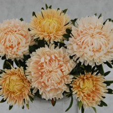 Астра Сиринга Шамоа