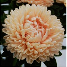 Астра Сиринга Шампань