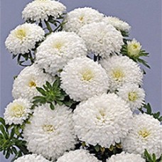 Астра Сиринга Вайт