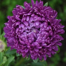 Астра Сиринга Виолет Блю