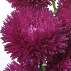 Астра ювел Аметист