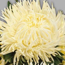 Астра Ювел Гелиодор