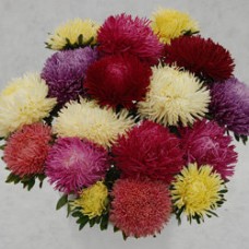 Астра ювел Микс