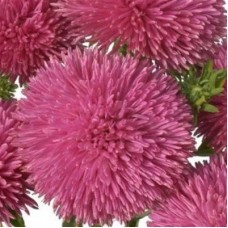 Астра ювел Пурпурит