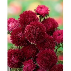 Астра ювел Родолит