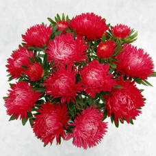 Астра Ювел Рубин