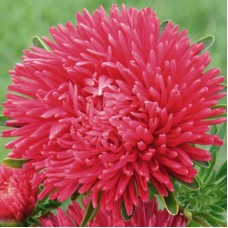 Астра Классик Скарлет