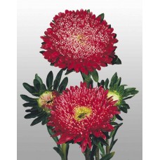 Астра Матадор Фаири Ред