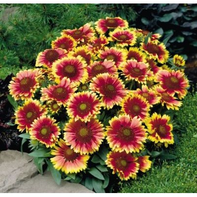 Гайлардия грандифлора Аризона Сан Гайлардия грандифлора Аризона Сан