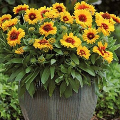 Гайлардия Меса Брайт Биколор Гайлардия Меса Брайт Биколор