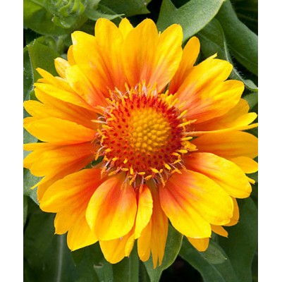 Гайлардия Меса Пич Гайлардия Меса Пич