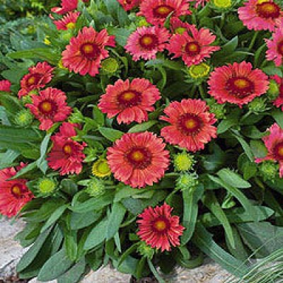 Гайлардия Меса Ред Гайлардия Меса Ред