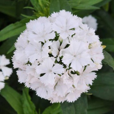 Гвоздика турецкая Дэш Вайт