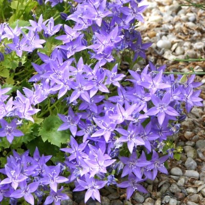 Колокольчик гарганский Филлигри