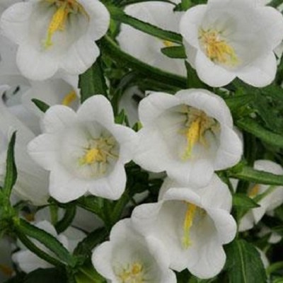 Колокольчик средний Кампана Вайт Колокольчик средний Кампана Вайт