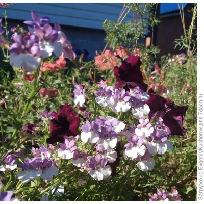 Немезия Севен Хевен Лавендер Биколор Немезия Севен Хевен Лавендер Биколор