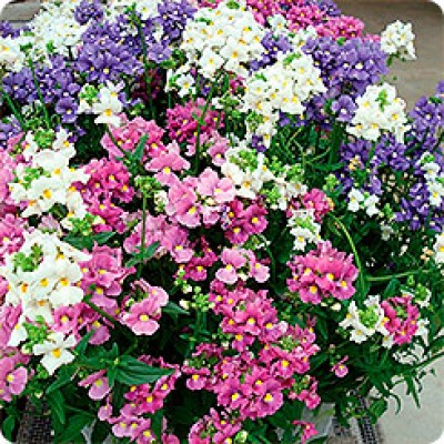 Немезия Поэтри Микс