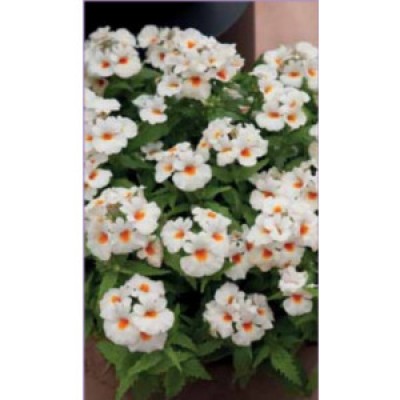 Немезия Севен Хевен Вайт Немезия Севен Хевен Вайт