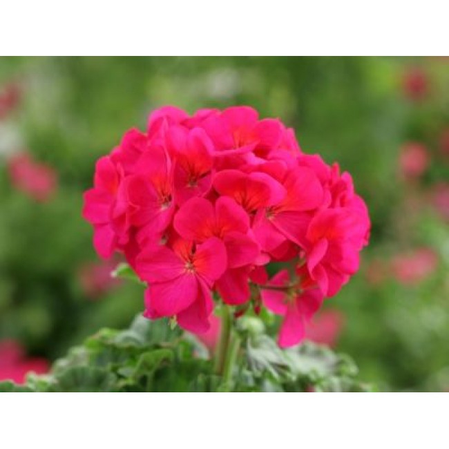 пеларгония горизонт виолет f1. пеларгония горизонт f1 смесь. зональные пеларгонии джессика. пеларгония горизонт виолет f1. пеларгония горизонт виолет f1 отзывы.