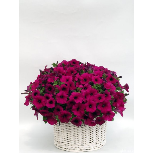 петуния мультифлора джоконда. петуния мультифлора джоконда. петуния ампельная джоконда блю. петуния мультифлора джоконда лайм еллоу. мультифлора джоконда.