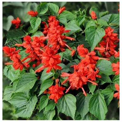 Сальвия Редди Брайт Ред Сальвия Редди Брайт Ред