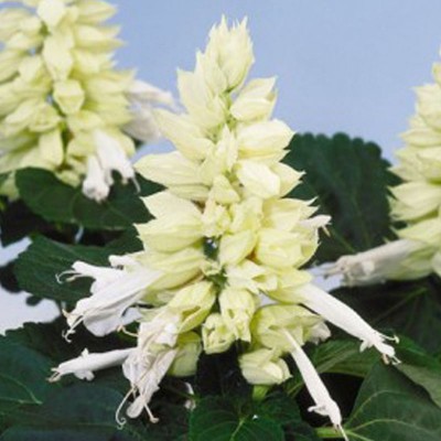 Сальвия Редди Вайт Сальвия Редди Вайт