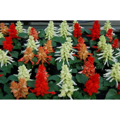 Сальвия Редди Клеопатра Микс