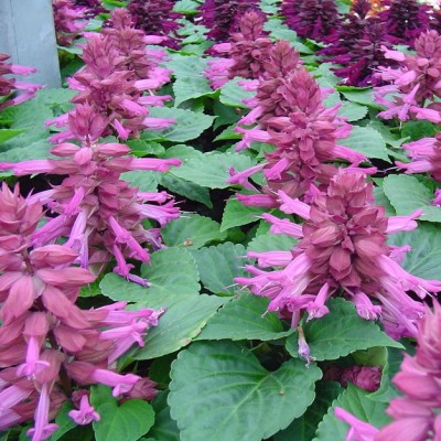 Сальвия Редди Лавендер Сальвия Редди Лавендер