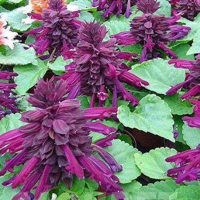 Сальвия Редди Парпл Сальвия Редди Парпл