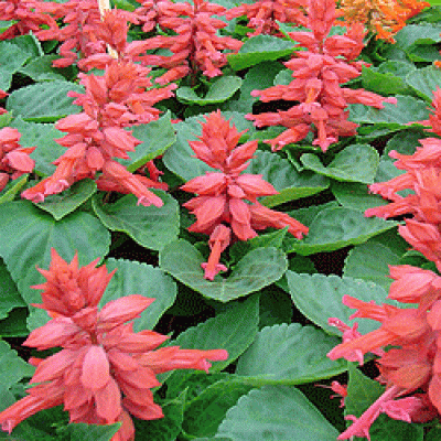 Сальвия Редди Пинк Сальвия Редди Пинк