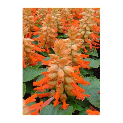 Сальвия Редди Салмон