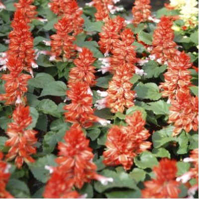 Сальвия Редди Скарлет Биколор Сальвия Редди Скарлет Биколор