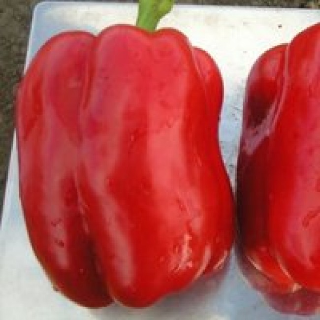 Перец сладкий толстостенный ранние сорта. Перец сладкий толстостенный ранние сорта. Перец сладкий толстостенный ранние сорта. Перец сладкий суперранний сорта. Перец сладкий толстостенный ранние сорта.