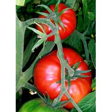 Томат Румяный шар F1